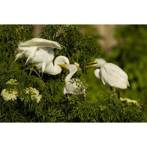 Florida Great egret chicks being fed by parent